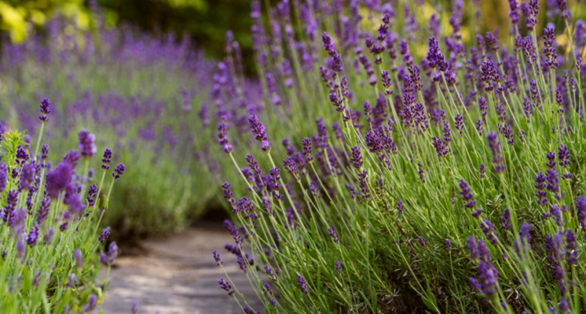 5 многолетних растений, которые нужно обрезать после цветения в августе - совет от опытного агронома 