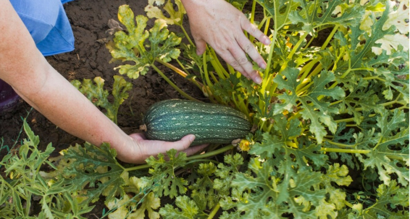 Добавила это удобрение на грядки - и не нарадуюсь обильному урожаю: идеально для перцев, огурцов, томатов, капусты и кабачков
