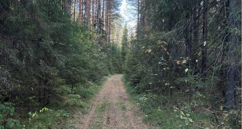 Во Владимирской области пропали 74 ребёнка за 6 месяцев 2025 года