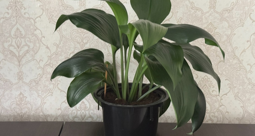 Эти 5 растений высасывают жизненную энергию — проверьте подоконники