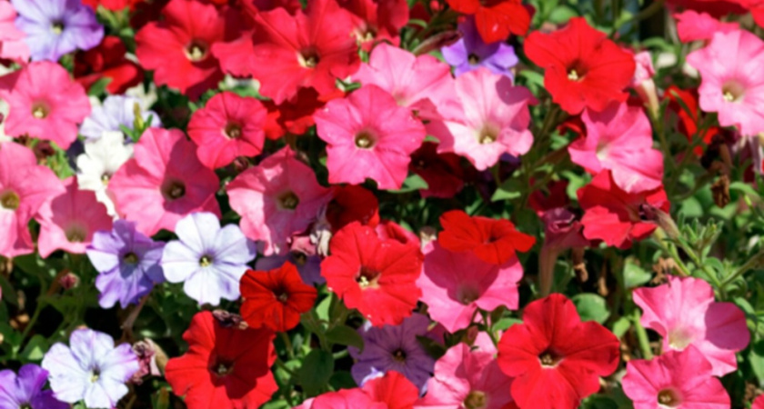 Сделала так в начале августа - и петунии распушились как облако: будет затмевать красотой даже розы