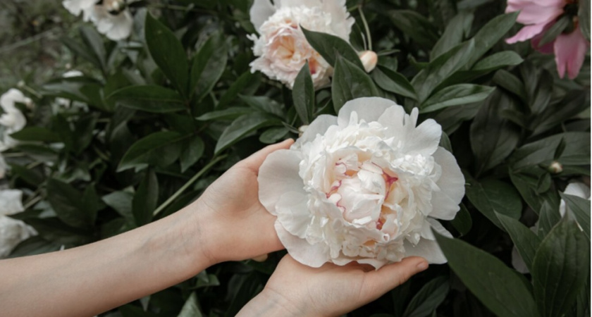 Подкармливаю пионы в августе одним советским способом: пышное цветение в 3 раза крупнее гарантирую даже хилым кустам