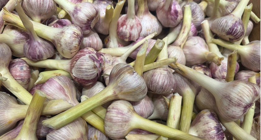 Подсушиваю домашний чеснок особым способом в августе: головки остаются твердыми до июня следующего года - лайфхак от опытного дачника