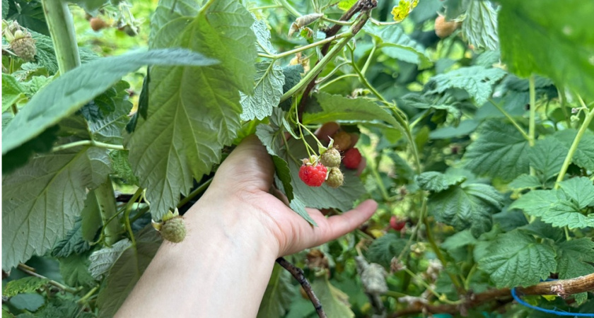 Обновляю летнюю малину в августе вместо покупки новых саженцев: экономлю кучу денег и получаю тройной урожай