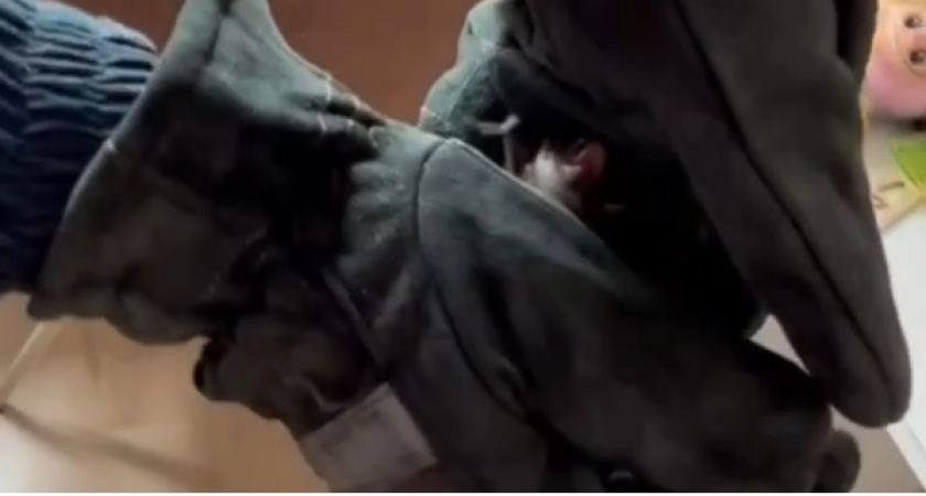 В Коврове летучая мышь устроила переполох в доме