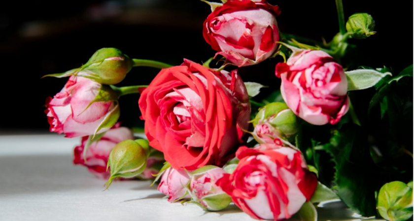 Укоренить розу из букета — пара пустяков: больше не выкидываю увядшие цветы, использую их в деле