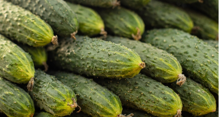 В начале августа огурцы обрезаю только так: плоды будут ровными, сочными и хрустящими