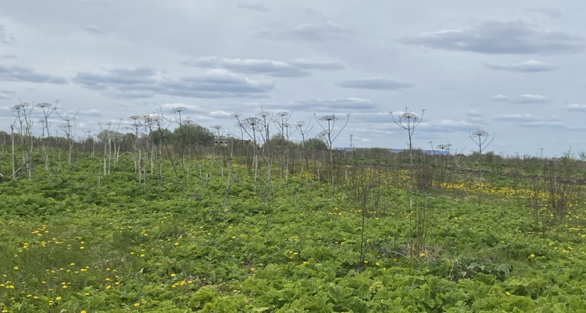 Владимирская область получит новые инструменты борьбы с борщевиком с марта 2026 года