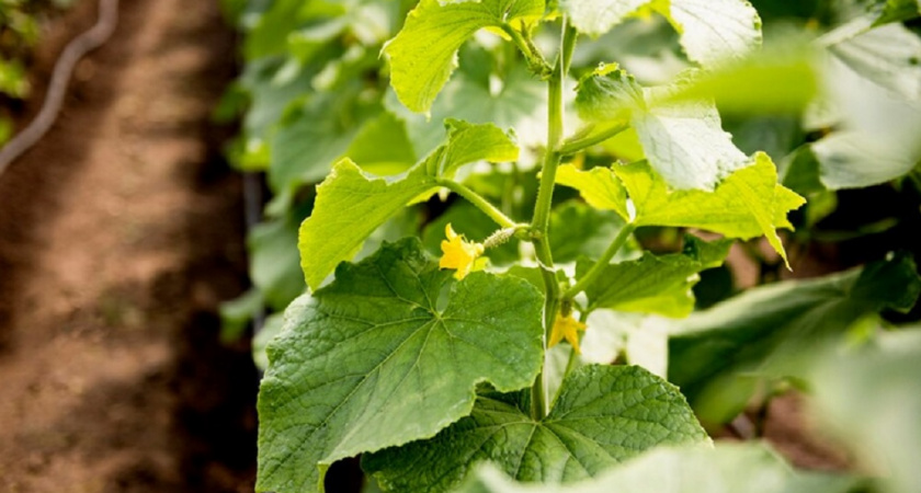 Паутинный клещ на огурцах в теплице: как бороться эффективно и безопасно - эффективные лайфхаки от опытного агронома