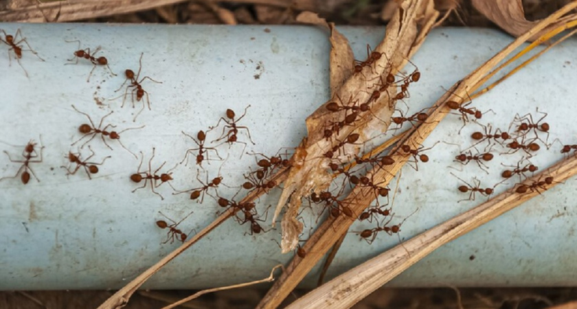 Муравьи в спешке покинут свои гнезда: это средство поможет навсегда избавиться от вредителей на даче