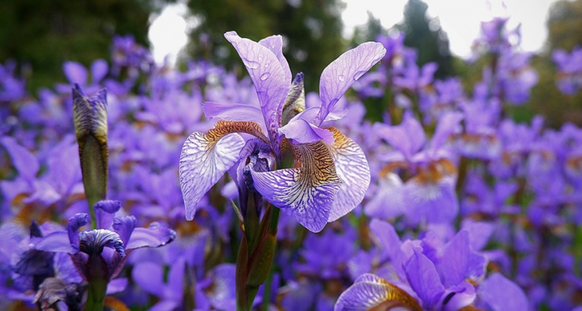 Топ-10 самых красивых и неприхотливых многолетников - ленивым дачникам на заметку
