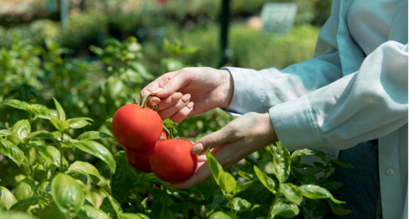 Ускоряем созревание томатов без всякой химии. 5 простых способов опытных огородников: жаль, что не все о них знают
