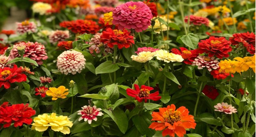 Чем подкормить циннии летом для пышного цветения - лайфхак от опытного агронома