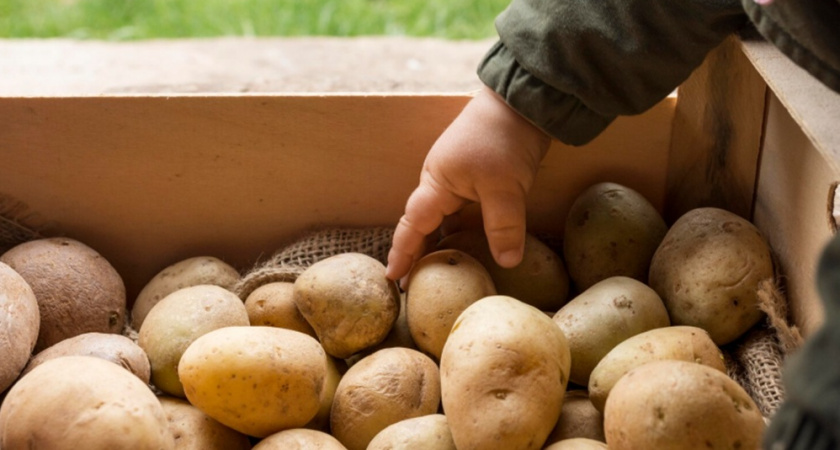 Картофель на максимум: активируем рост корнеплодов в августе простым раствором для ботвы - удвоение урожая гарантировано