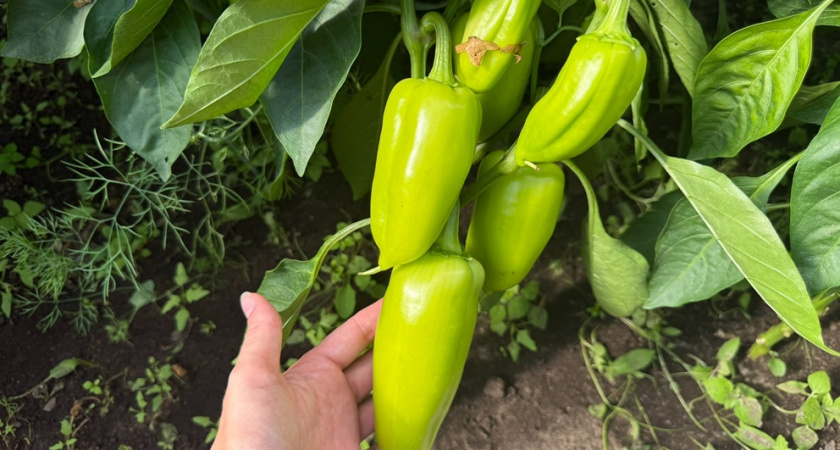 1 столовая ложка этого аптечного порошка на лейку - и перцы будут усыпаны завязью: результат уже через 7 дней - лайфхак от опытного агронома