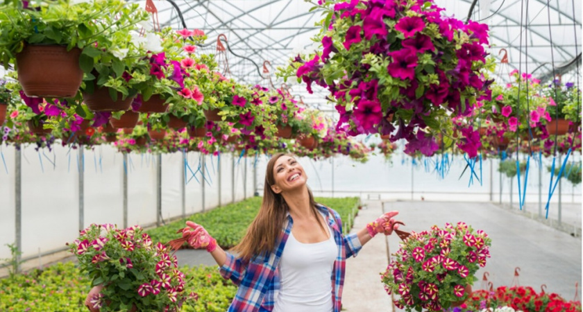 Даже самую чахлую петунию не выбрасываю: делаю это с кустами и любуюсь яркими цветами - хватит одной простой процедуры