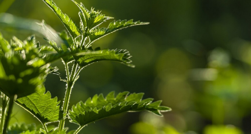 Все дачники ее выкидывают, а вы положите под огурцы - простой метод, который поможет справиться с пересыханием