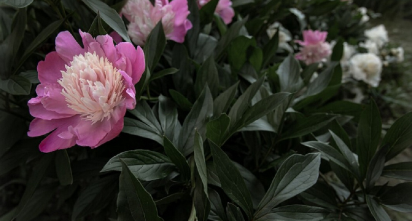 Успейте до холодов: эксперт союза садоводов рассказала, какие цветы нужно посадить в августе - дачникам важно это знать