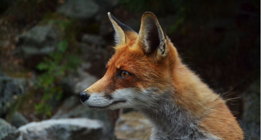 Семья из Суздальского района нашла у дома труп зараженной бешенством лисы