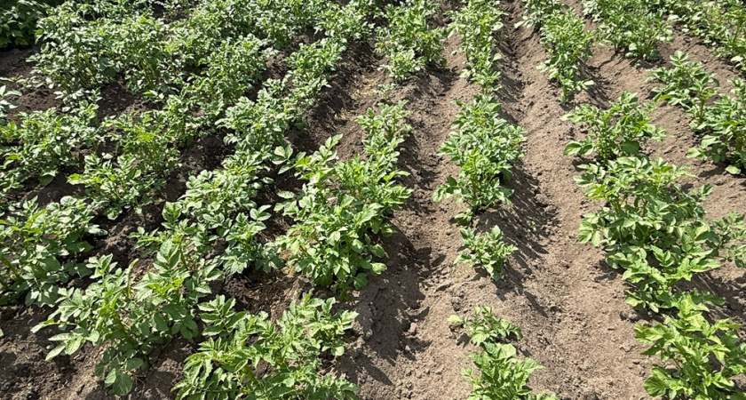 Секрет богатого урожая: узнала, зачем мой дедушка сажал укроп рядом с картошкой, и теперь делаю так же – результат превзошел все ожидания