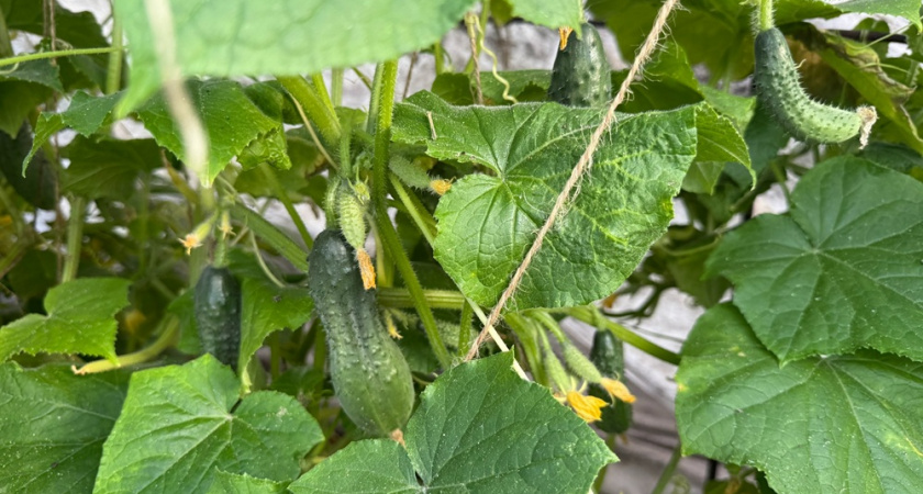 Что делать, если горчат огурцы: названы 5 главных причин и проверенные способы получить сладкие и сочные плоды