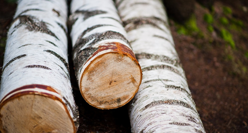 В Петушках пенсионерка попала под суд за спил дерева