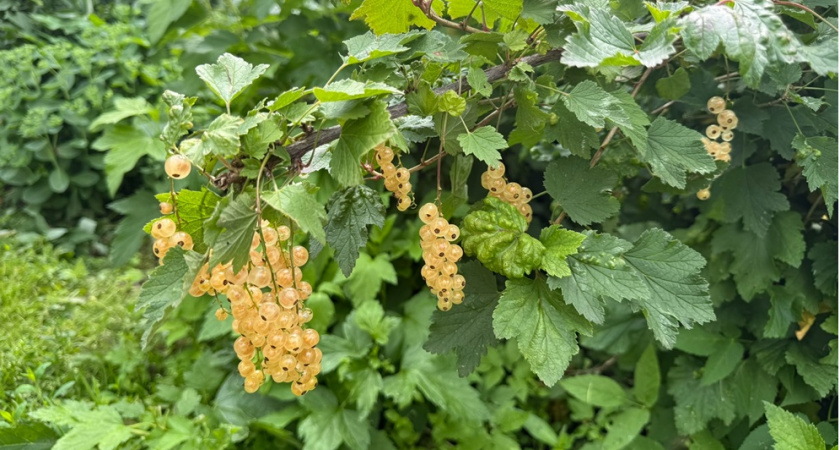 Что делать со смородиной после сбора урожая - лайфхаки от опытного садовода для богатого урожая в следующем году