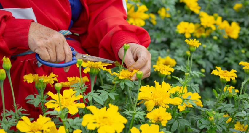 Посадила 1 цветок на клумбу - и мошки, комары и клещи исчезли: природный инсектицид, который работает на все 200%
