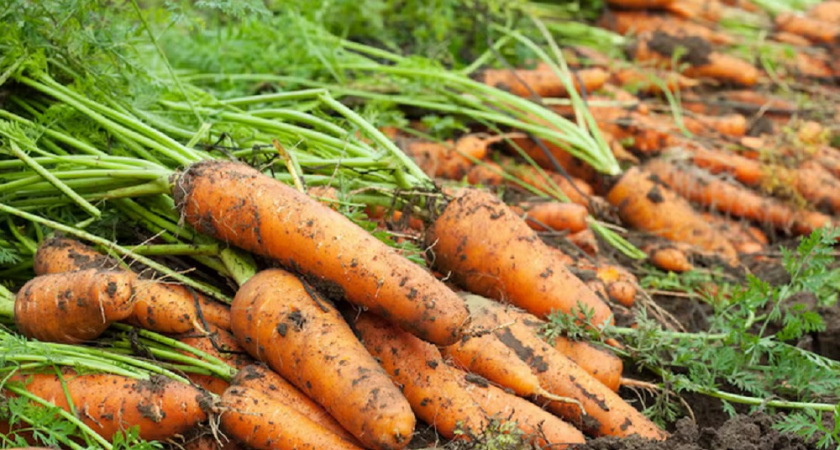 Морковь в августе ещё растёт: дайте ей 1 ложку этого мощного удобрения - и за 3 недели она станет еще крупнее