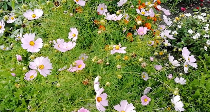 Не спешите выбрасывать эти цветы! 5 способов использовать отцветшие однолетники в саду