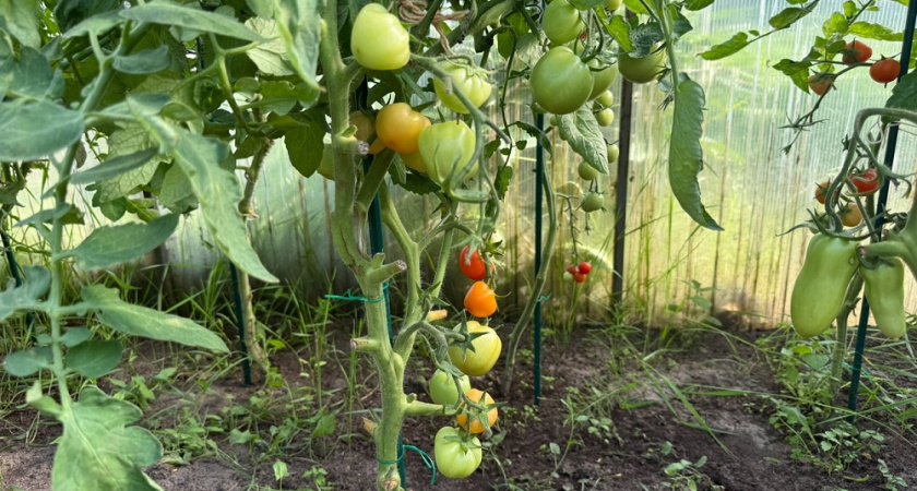 Собираю по 10 кг мясистых томатов с куста без единой белой жилки: опытный агроном показал прием с древесной золой