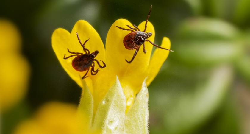 За неделю клещи покусали 71 жителя Владимирской области