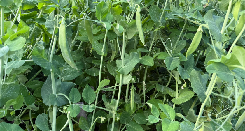 Август - не время отдыхать: 15 культур, которые успеют дать урожай до заморозков - посадите уже сегодня