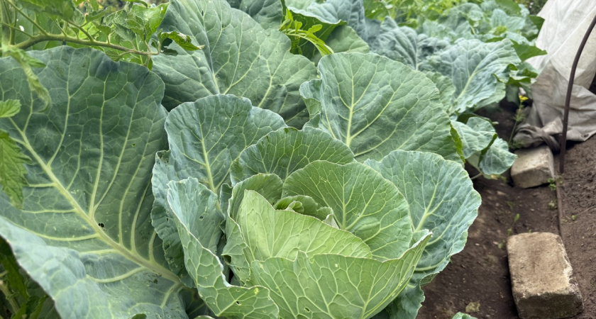 Четыре важнейшие подкормки для капусты в августе: кочаны вырастут плотными и сладкими