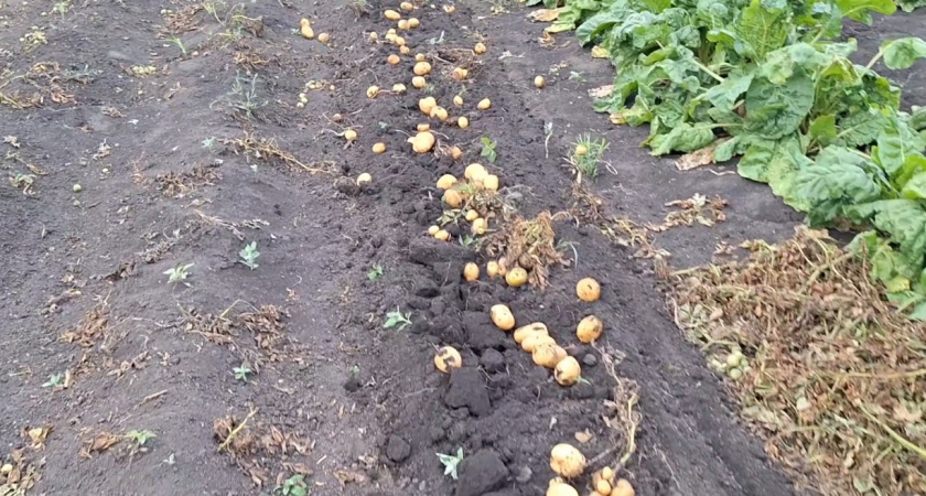 Когда копать картошку, чтобы она не сгнила? Опытный агроном назвал главные признаки зрелости