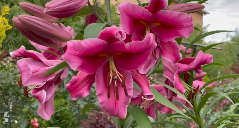 Когда и как нужно пересаживать лилии в августе: дачник раскрывает секреты пышного цветения