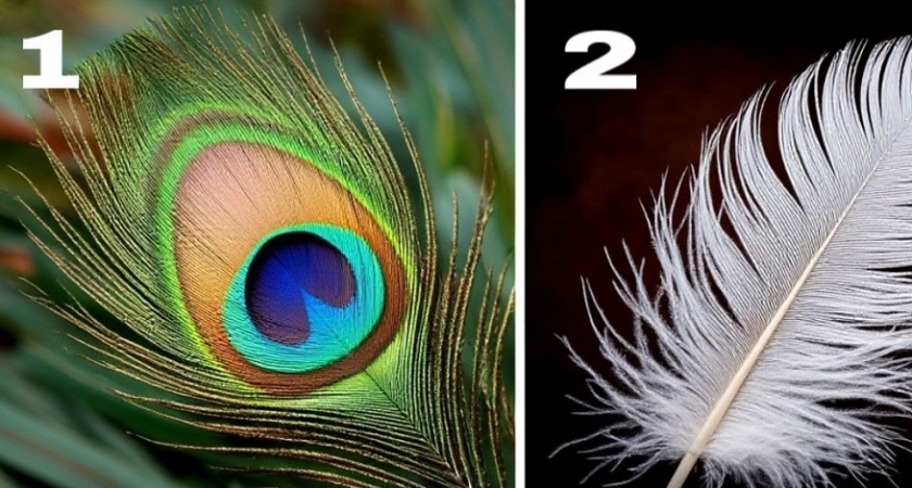 Выберите перо и узнайте, какая сила в вас скрывается: честный психологический тест — получите важный совет