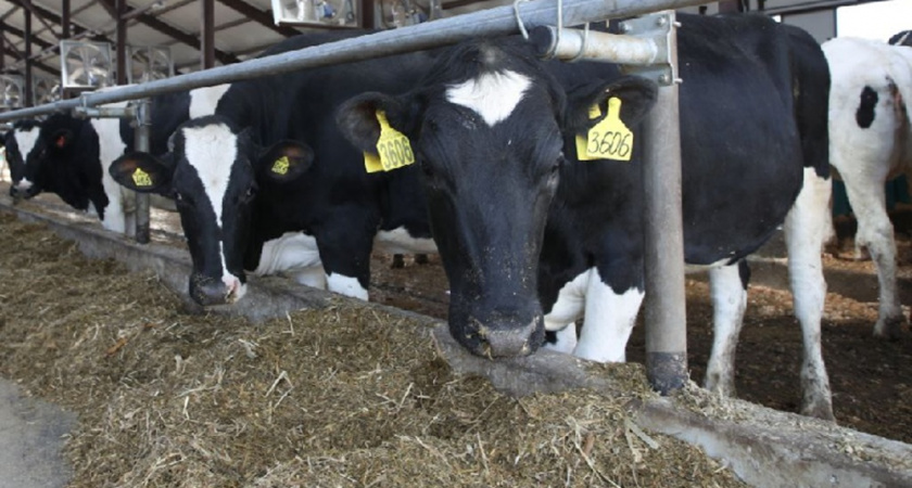 Производство мяса во Владимирской области выросло на 17%