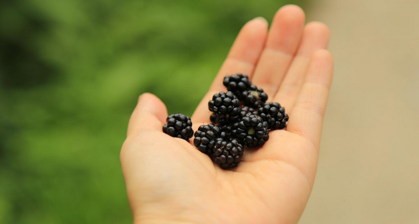 Опасная правда о ежевике от врача: кому нельзя есть эту ягоду и почему?