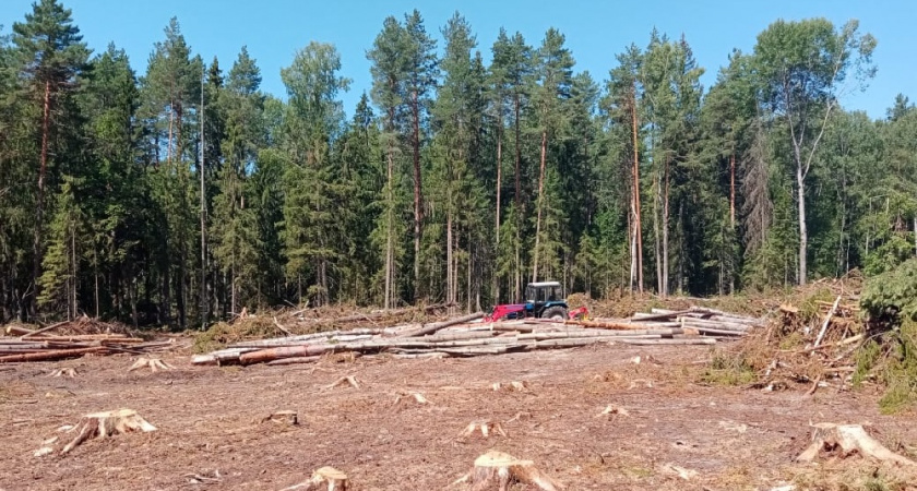 В Гороховецком районе выявили опасные нарушения правил заготовки леса
