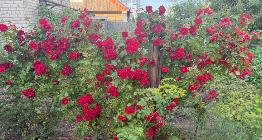 Лучшая подкормка для роз: кусты будут пышно цвести до октября - проверенный рецепт