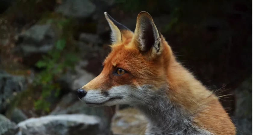 Семья из Суздальского района нашла у дома труп зараженной бешенством лисы