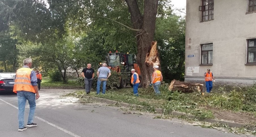 Во Владимире ускорили покос травы и вывоз веток на городских улицах