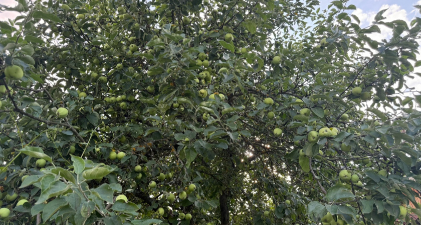 Секрет наших бабушек: чем следует подкармливать яблони в августе для рекордного урожая