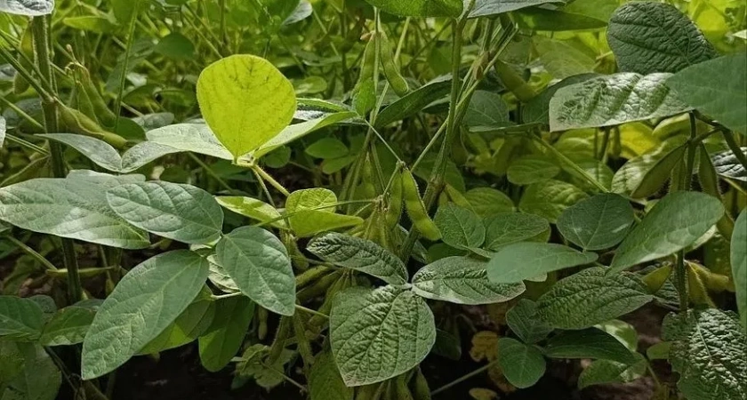 Во Владимирской области среди аграриев набирает популярность соя