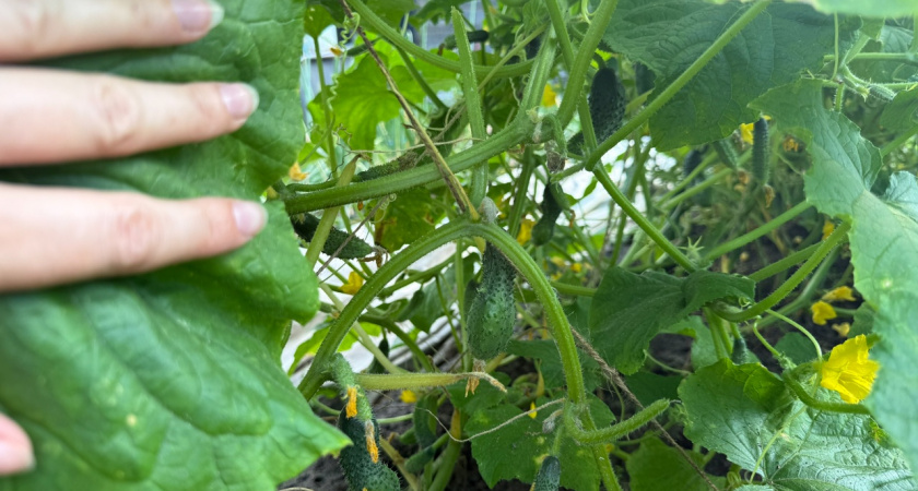 Секретная подкормка для огурцов в середине августа: как продлить плодоношение до заморозков