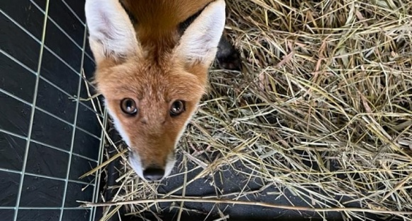 Владимирские ветеринары спасают лисицу с переломанными лапами