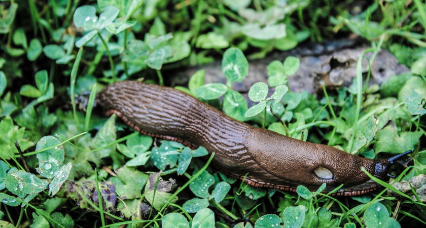 Слизни атакуют ваш урожай? 4 простых способа избавиться от вредителей раз и навсегда