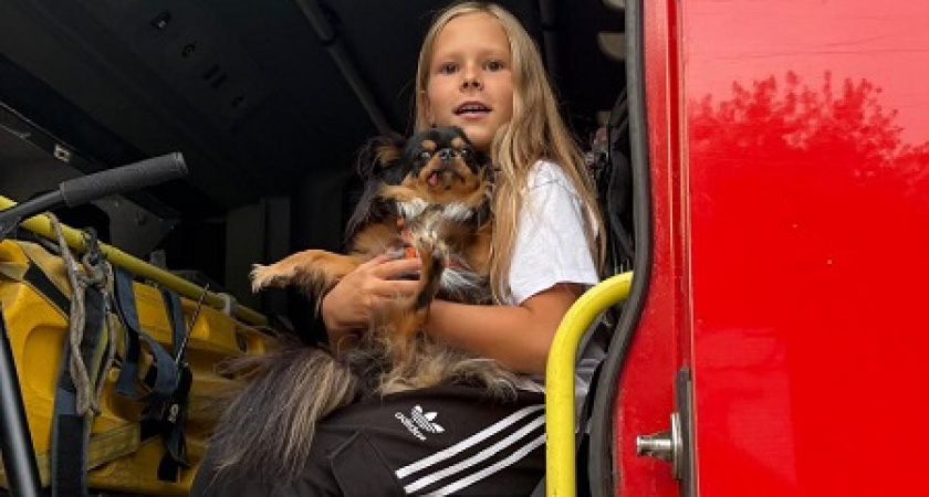 Семья из Владимира вызвала спасателей из-за нападения бродячей собаки