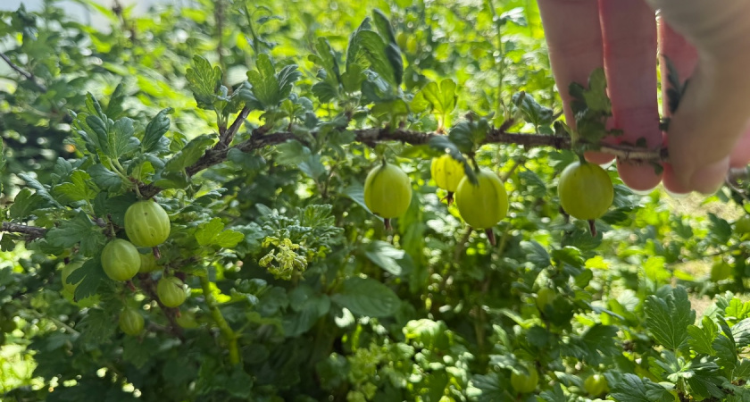 Как подготовить крыжовник к зиме и не потерять урожай: опытные дачники раскрывают секреты ухода